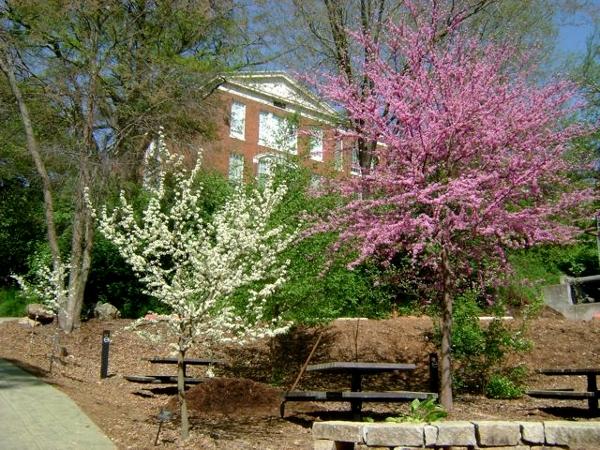 April 2010 image of upper garden with Georgia native redbud tree in flower (to right), along side 2 northern Mexico native, white-flowered redbuds.