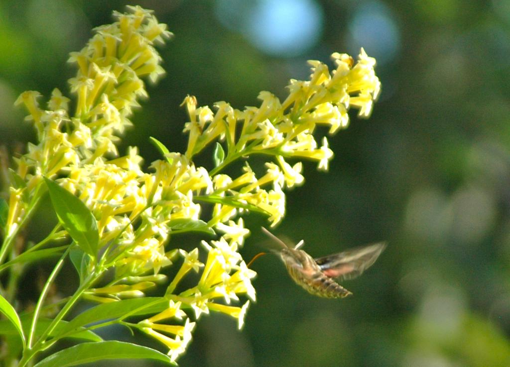 A hummingbird moth sipping nectar from Cestrum parqui (willow-leaved jessamine) in the LAEG.  During the summer and fall the plant’s yellow flowers fills the garden with a heavy jasmine scent.  The plant is native to Chile and Argentina.  It has been used by indigenous peoples for thousands of years to lower fever and as an anti-inflammatory.