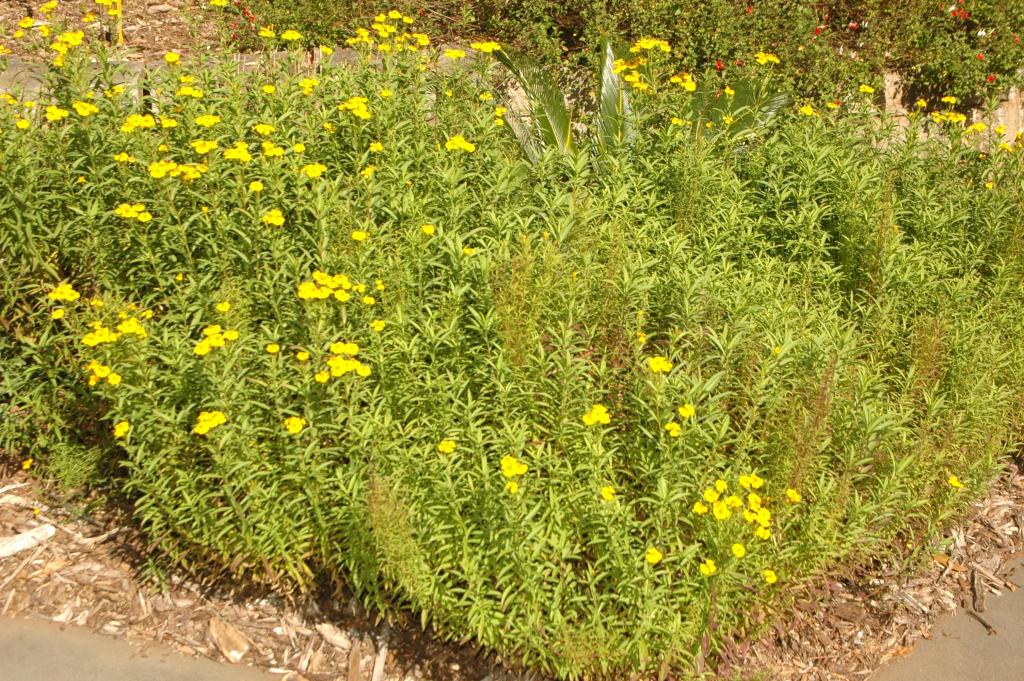 This is Tagetes lucida, a shrubby, perennial marigold from Mexico and Central America.  The anise-scented leaves are used in Mesoamerica to brew a tea said to calm the stomach and kill intestinal parasites.  Bundles of flowers from the plant are also placed each year on Day of the Dead alters.