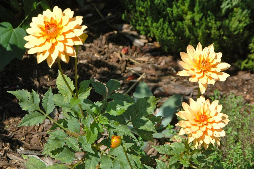 A Dhalia variety in flower at the UGA LAE Garden.  The Dahlia is the national flower of Mexico.