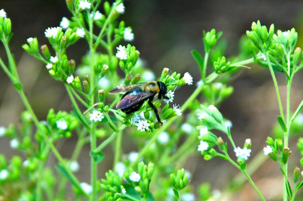 This herbaceous perennial growing in the LAEG during the summer months is non other than Stevia rebaudiana, better known as simply Stevia.  While relatively new as a sugar substitute throughout the developed world, the Guaraní people off Paraguay and Brazil have used it for centuries to sweeten drinks, particularly yerba mate tea.  As the image suggests, bees are attracted to the plant’s nectar-rich flowers.