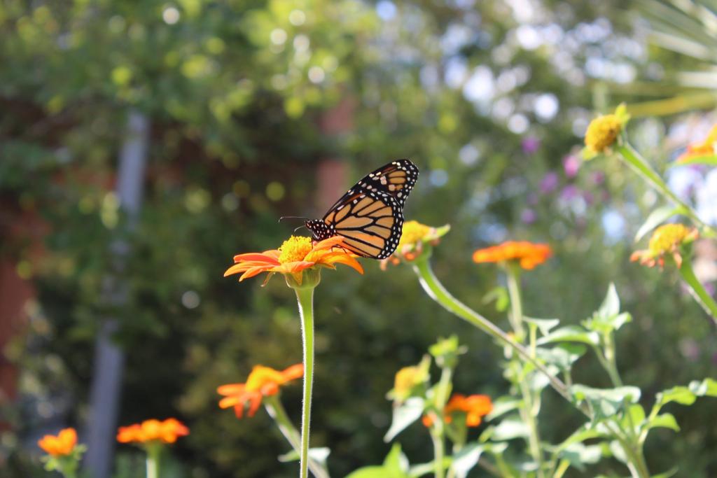 Monarch butterly probing for nectar on a Tithonia (Mexican sunflower) bloom.