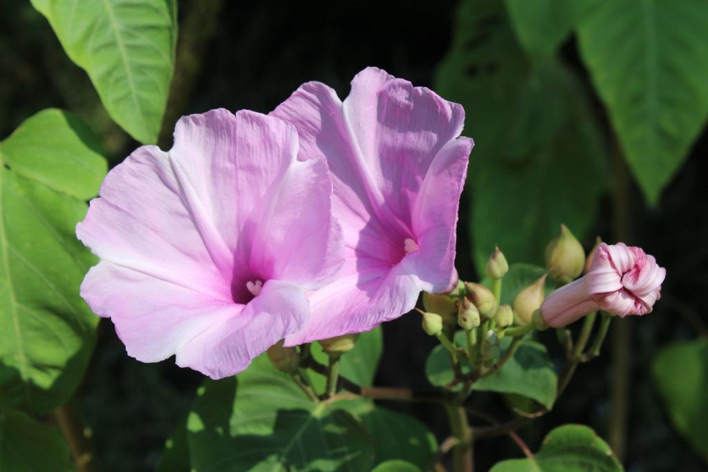 Not your typical morning glory.  This is Ipomoea carnea, aka Mexican bush morning glory.  The plant can reach 6-8 feet in height and flowers from late summer through first freeze.   Cultivated throughout tropical Latin America as an ornamental and for its ethnobotanical utility, the plant’s hollow stems have been used in Brazil for tobacco pipes.  This seed of this plant also has a history of traditional uses for divination.