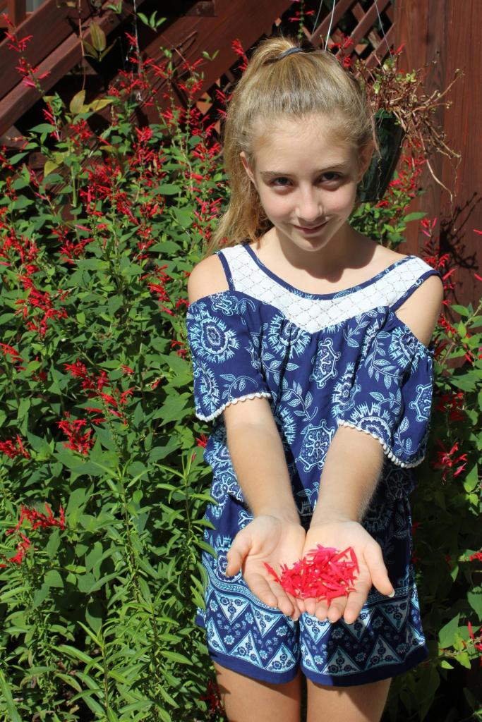 There are numerous species of Salvia growing in the LAEG.  Here, a Jackson County middle school student holds her harvest of Salvia elegans (pineapple sage) flowers picked from the plants behind her.  Edible and sweet, these flowers make nice garnishes in salads, desserts, and drinks.  Found in the pine-oak forested mountains of southern Mexico and Guatemala, the crushed leaves of this Salvia smell of pineapple.  The plant is used in traditional medicine to relieve stress/anxiety, lower blood pressure, and treat indigestion.