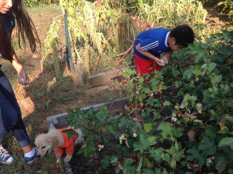 Children harvesting Mexican Cotton/Algodón (Gossypium hirsutum), fall 2019