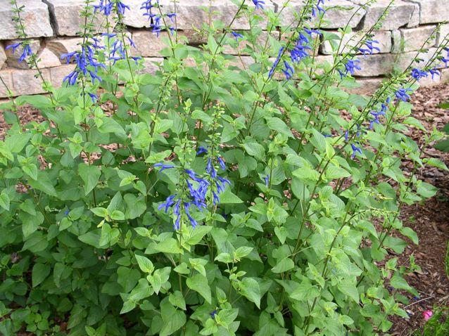 Salvia guaranitica, sometimes called Brazilian sage, is also common to Paraguay and Argentina. This Salvia is a traditional medicinal plant used by the Guarani Indians of Brazil and is said to have sedative properties.