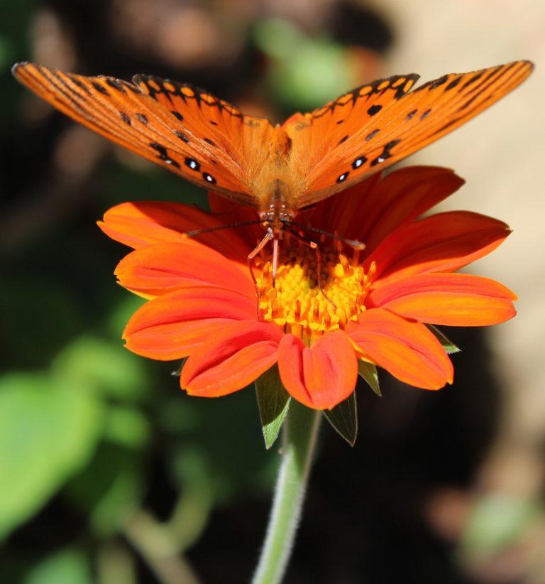 A Gulf Fritillary butterfly feasts on nectar from a Tithonia rotundifolia (Mexican Sunflower) bloom in the LAEG.  In North Georgia this plant grows as an annual.