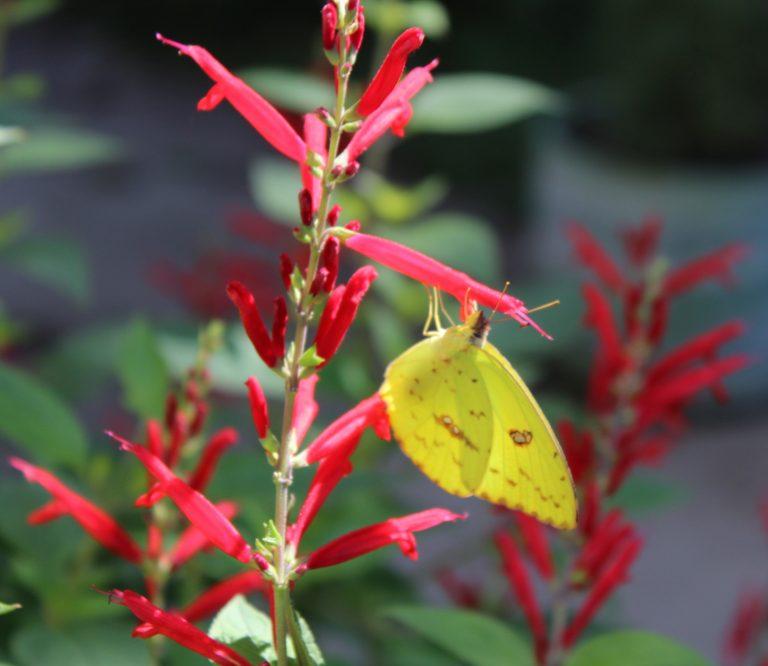 There are numerous Latin American Salvia species growing in the LAEG.  Here, a Cloudless Sulphur butterfly probes a Salvia elegans (Pineapple Sage) flower for nectar.  Found in the pine-oak forested mountains of southern Mexico and Guatemala, the crushed leaves of this Salvia smell of pineapple.  Both the flowers and leaves are edible and in traditional medicine the plant is used to treat anxiety and lower blood pressure.