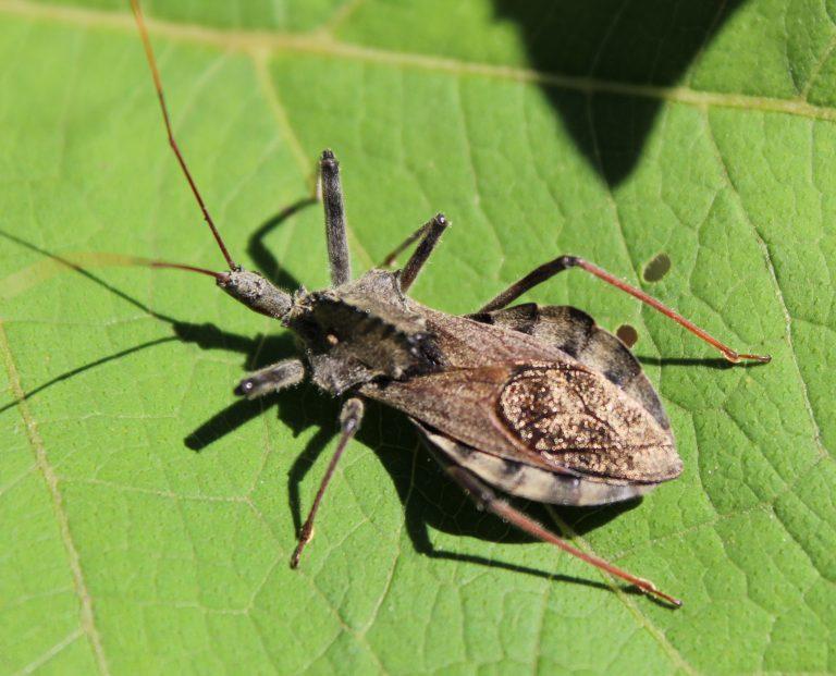 A wheel bug resting on a leaf in the Latin American Ethnobotanical Garden, Fall 2015.  Often more than an inch in length, wheel bugs (Arilus cristatus) are fairly common, beneficial assassin bugs that prey on garden pest insects.  Their presence indicates a healthy, pesticide-free ecosystem.  When encountered please don’t try to handle them, their bite can be more painful than a bee sting.